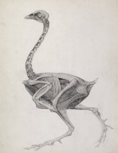Huhn: Seitenansicht, tief seziert, aus der Serie 